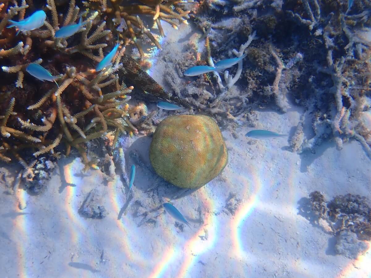 Snorkeling at the Sofitel Moorea Snorkeling in Moorea and Tahiti