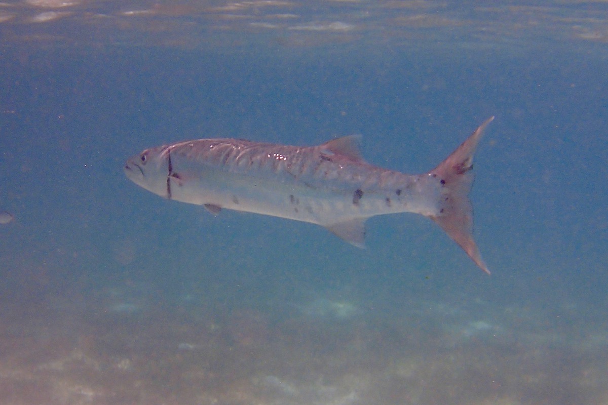 Snorkeling with sea turtles in Akumal Bay Snorkeling the Mayan