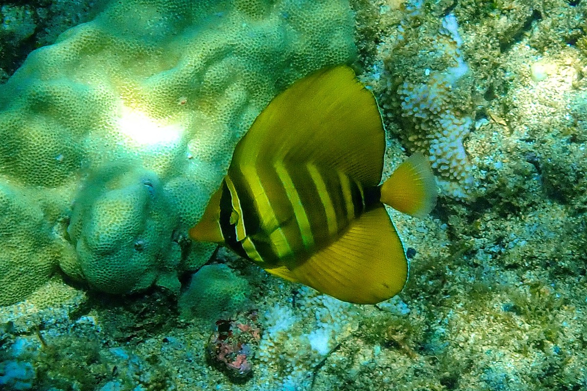 Snorkeling in Kapalua Bay, Maui Snorkeling in Hawaii