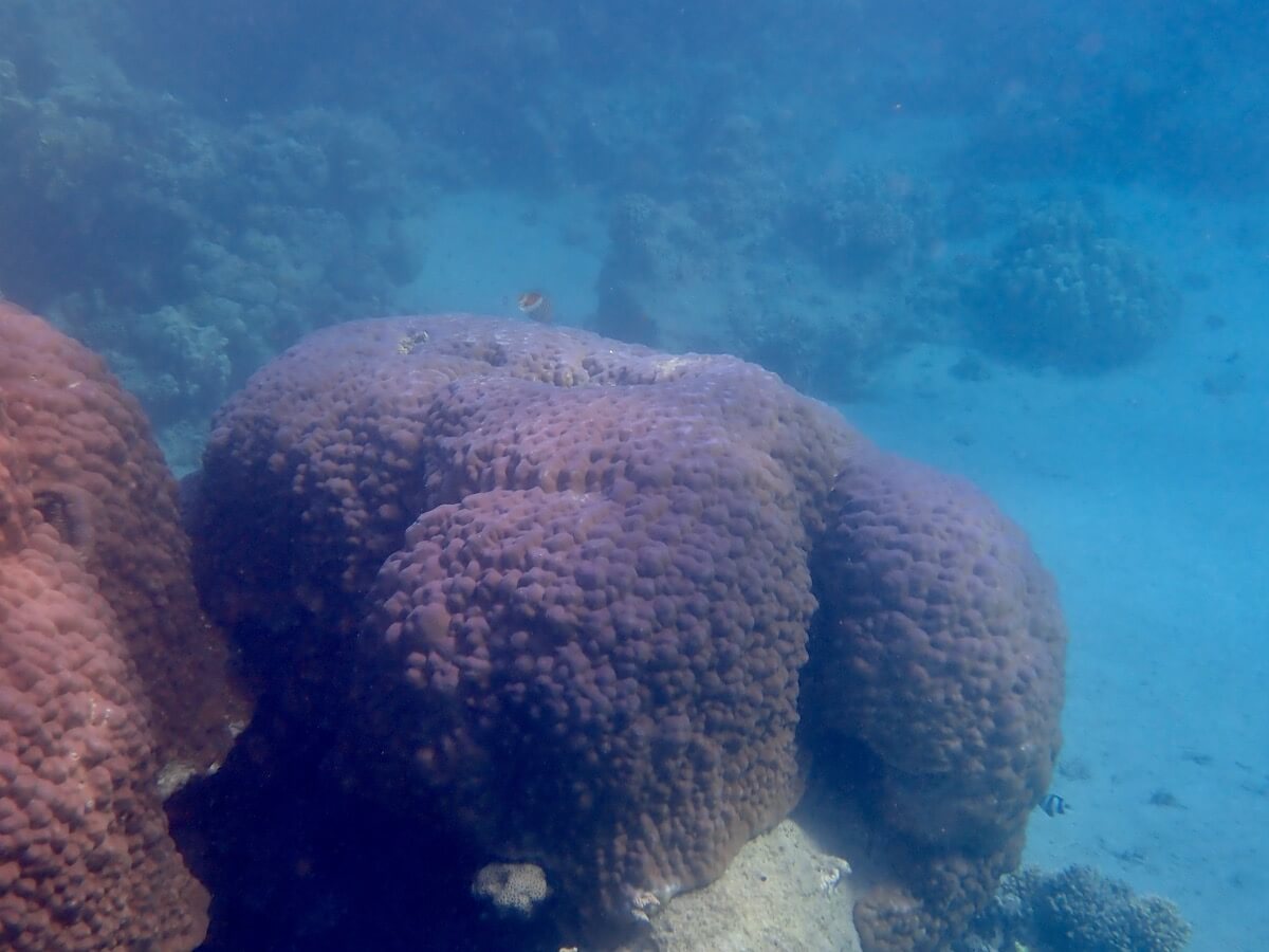 Snorkeling in First Bay, Aqaba Snorkeling in Jordan