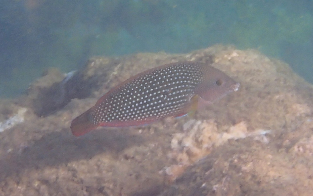 Snorkeling at Tunnels Beach (Makua Beach), Kauai Snorkeling in Hawaii