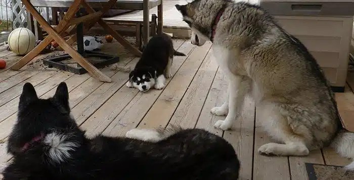 Understanding Husky Body Language Snowdog Guru