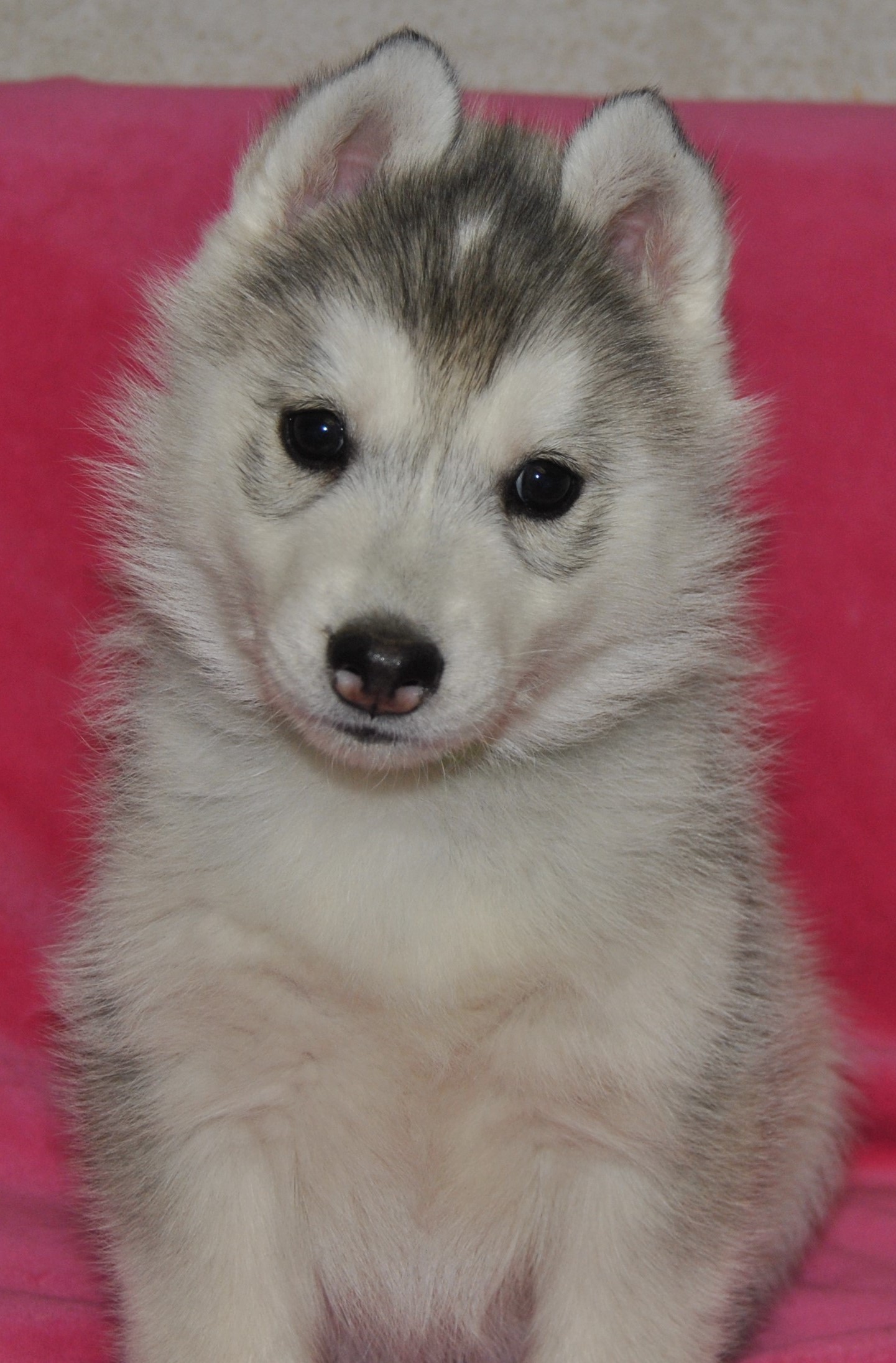 Snow Hunters Sibirian Husky Kernel RWurf