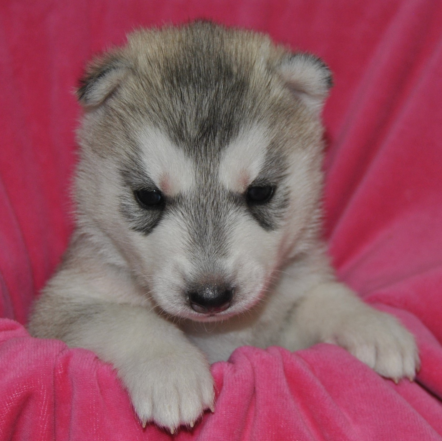Snow Hunters Sibirian Husky Kernel RWurf