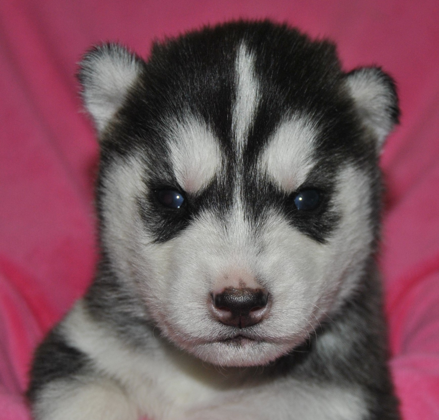 Snow Hunters Sibirian Husky Kernel RWurf