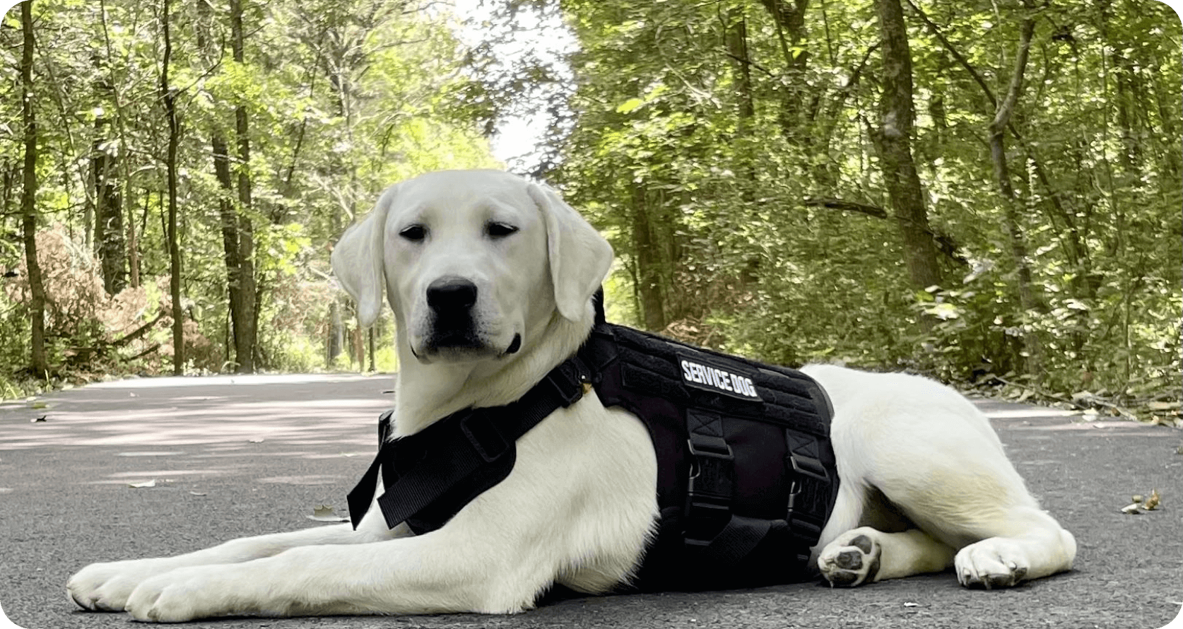 Trained Service Dogs for Sale Snowy Pines White Labs