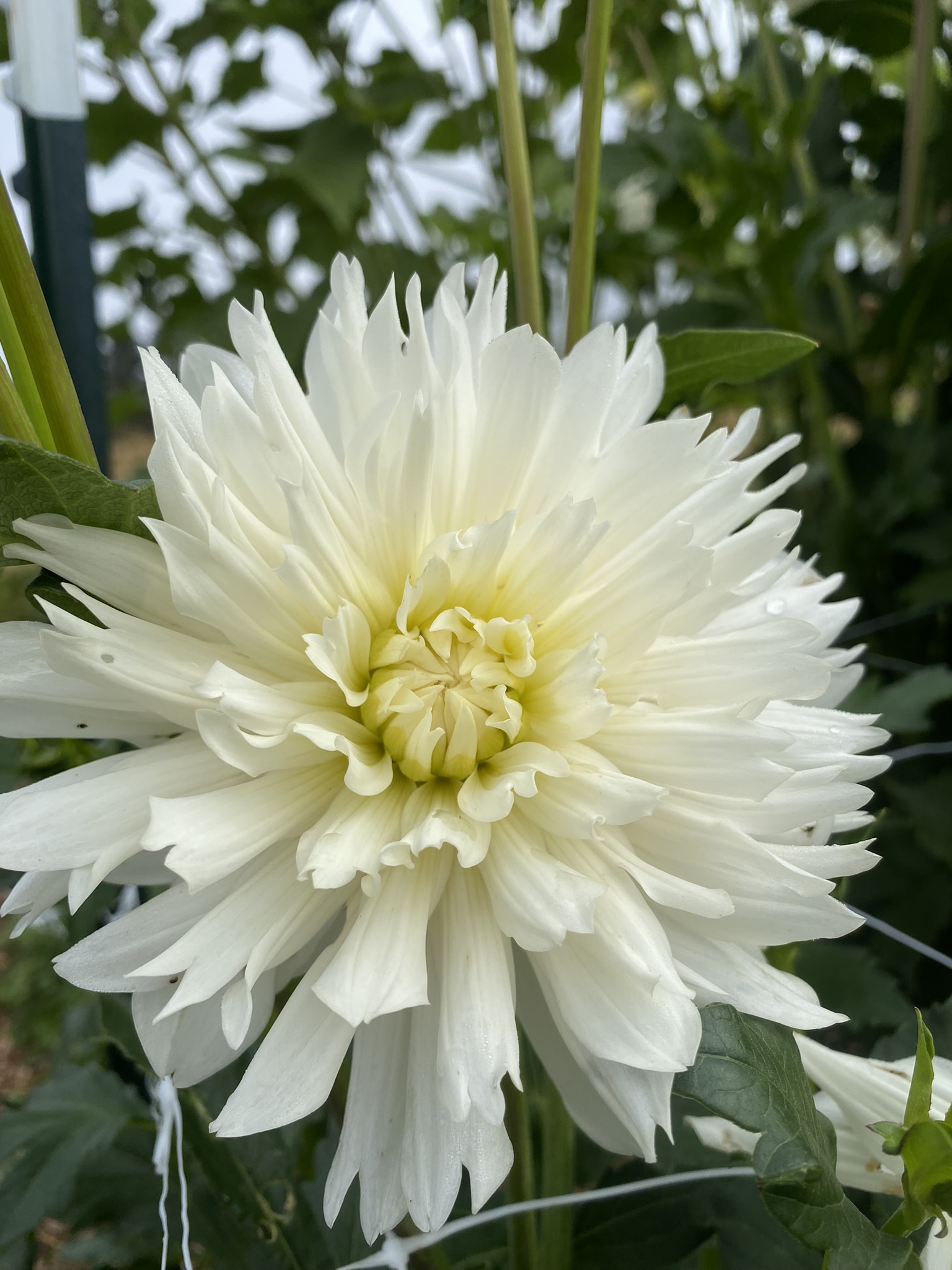 Carl Chilson Soaring Heart Dahlias