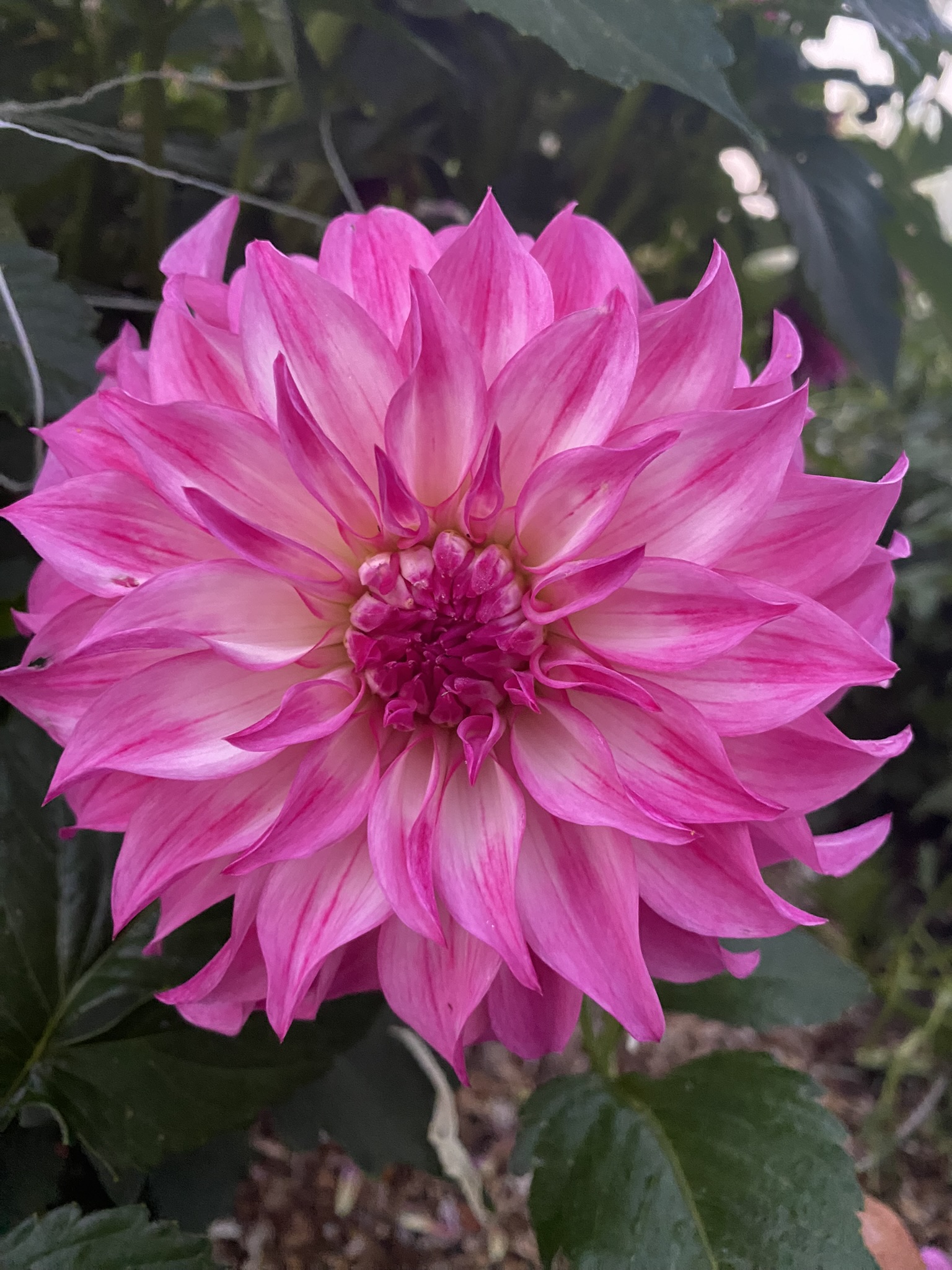 Colorado Classic Soaring Heart Dahlias