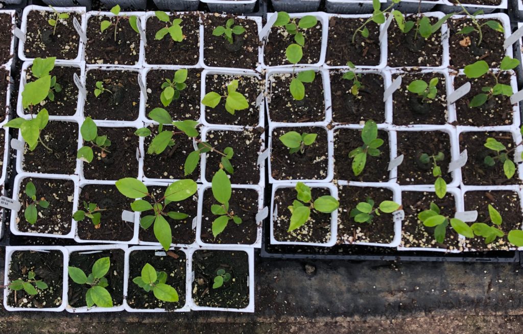 Seed Germination Southern California Hibiscus Society