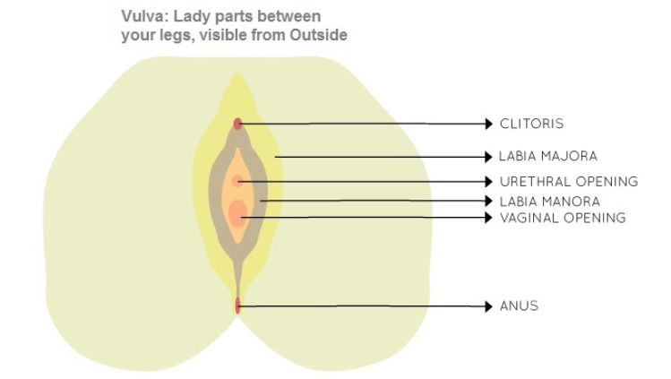 Female Anatomy 101 What's Down There? Vulva Or Vagina