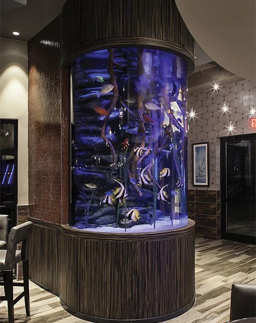 Living Color Aquariums Sociallybuzz