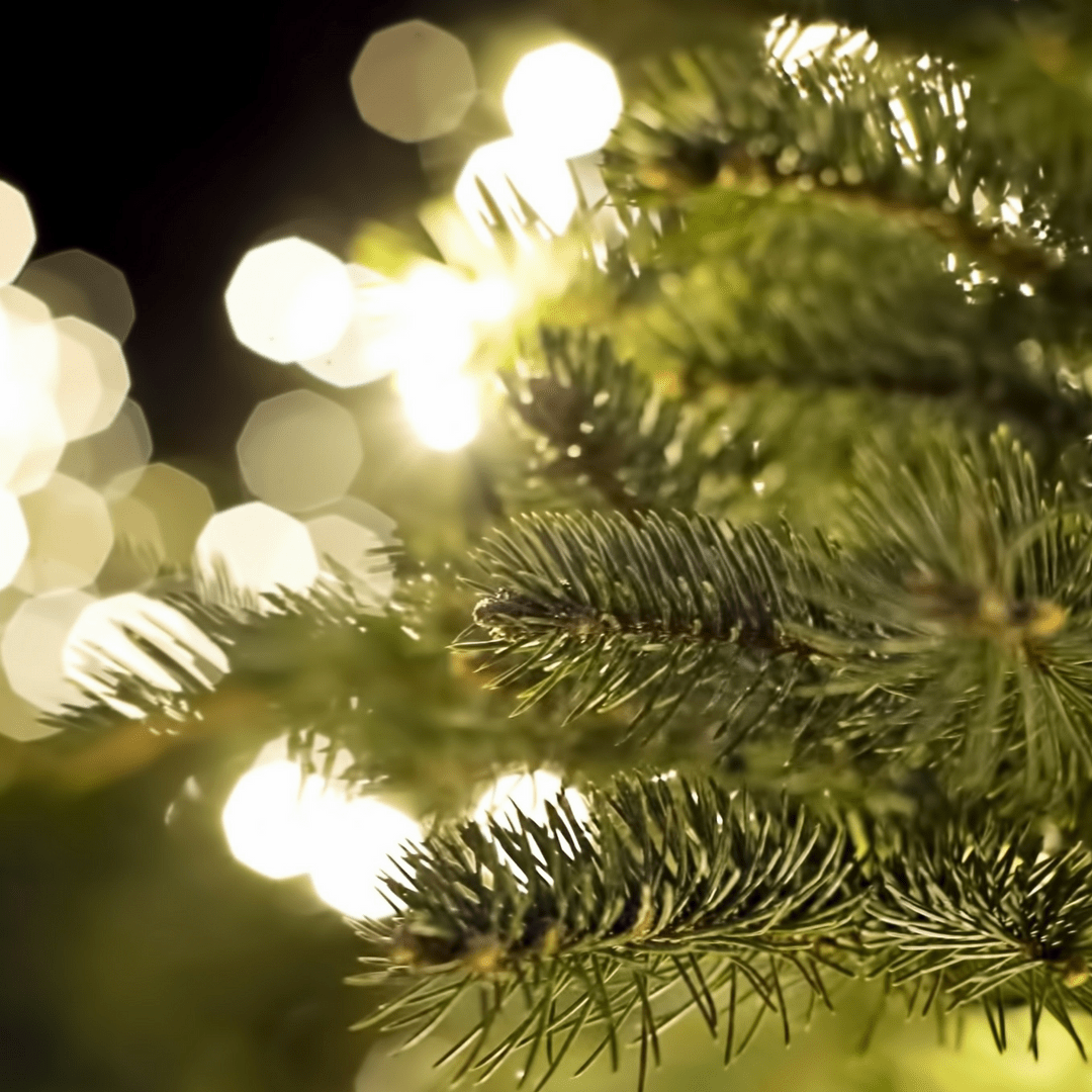 Christmas Trees Soergel Orchards