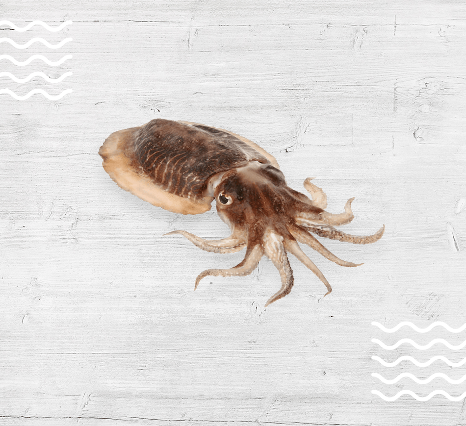 Common Cuttlefish Sofinas