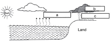 the given diagram represents the water cycle select the incorrect