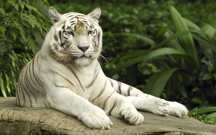 White Tiger Theme for Windows 7