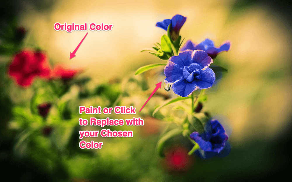How to Use the Color Replacement Tool in