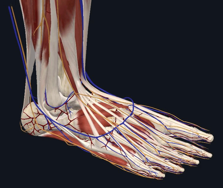 Anatomie osseuse d'un pied normal soigner un pied bot