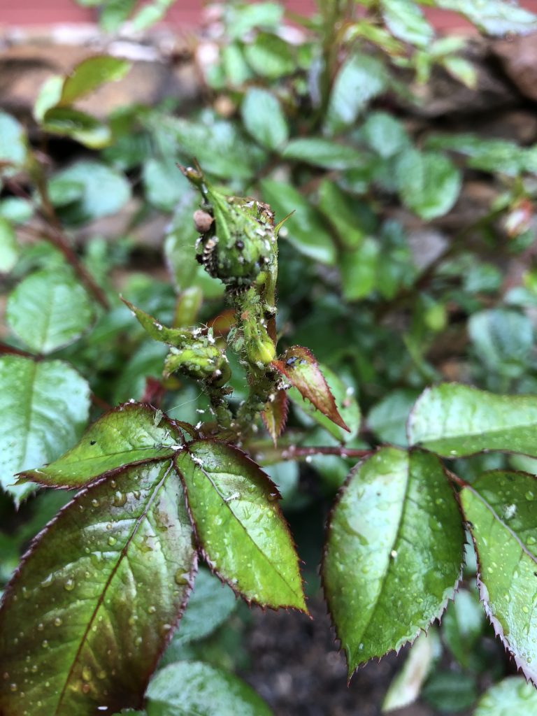 How to get rid of aphids? Soil, Grow, Enjoy