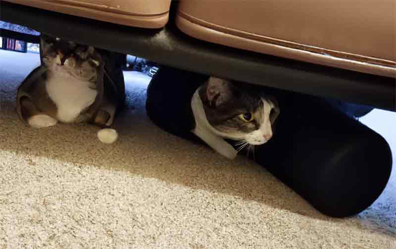 5 Tips for Keeping Your Cat Out from Under the Recliner Solahart Handal