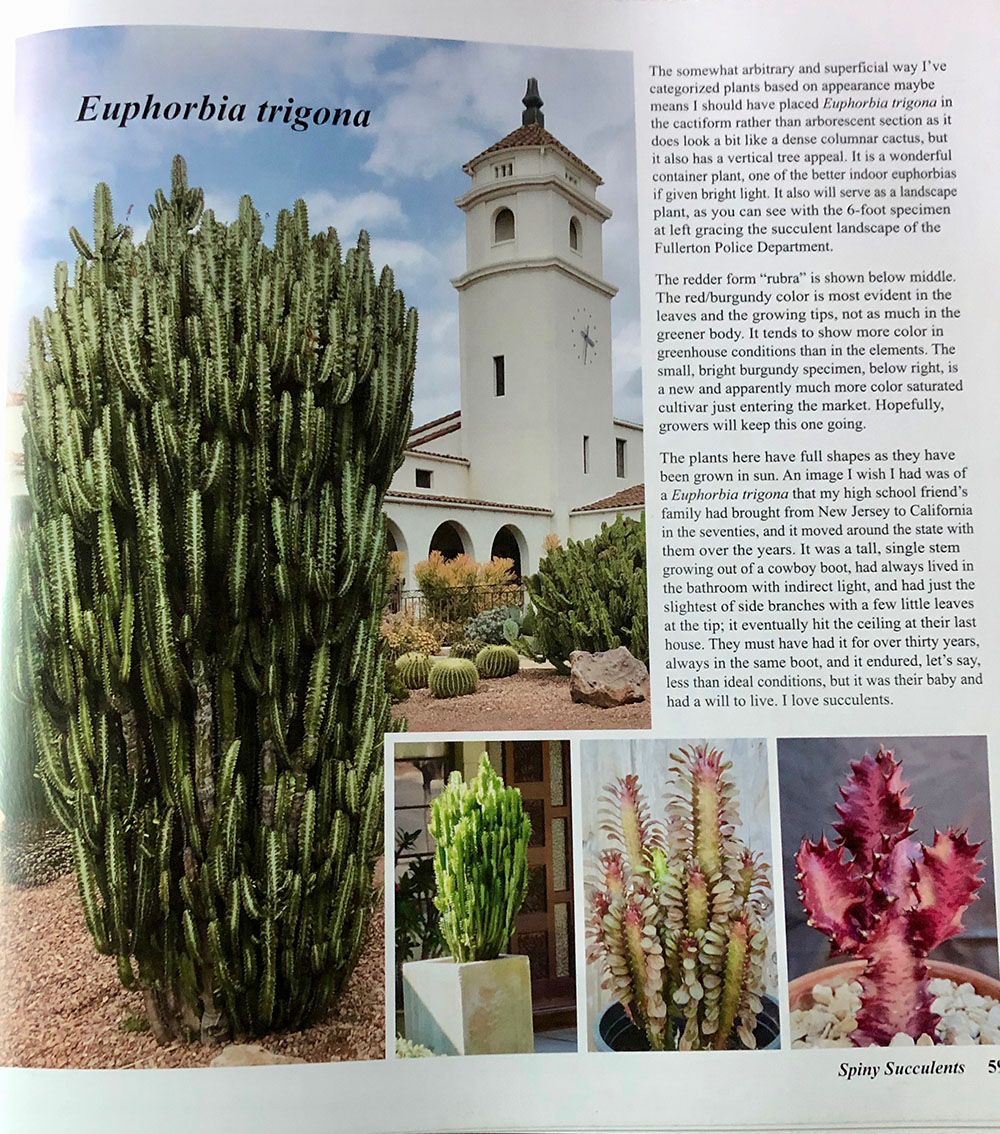 Spiny Succulents Solana Succulents