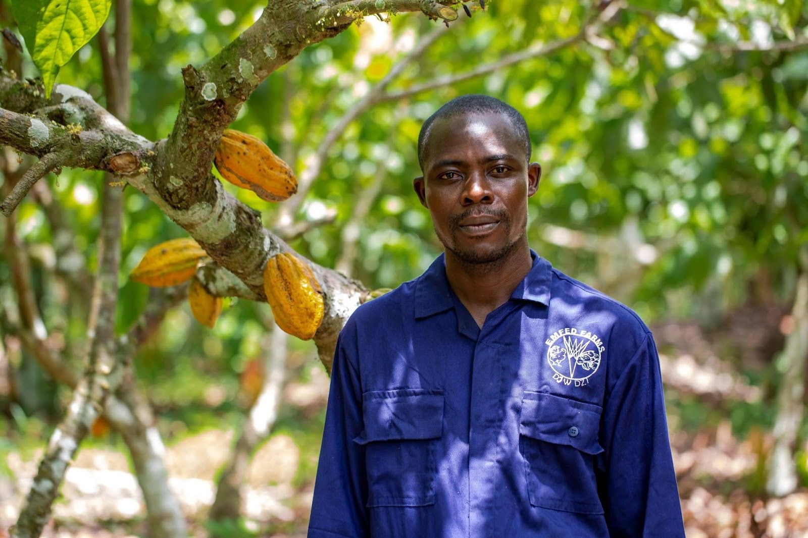 COCOA VALUE CHAIN IN LIBERIA RECEIVES A BOOST Solidaridad Network