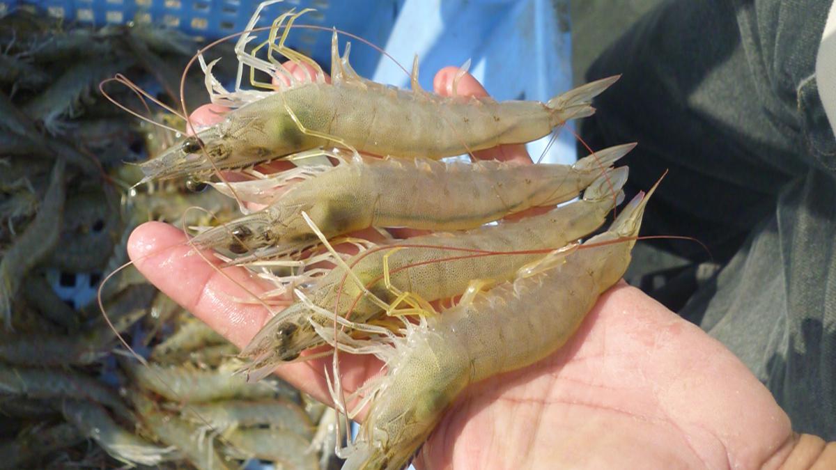 World Ocean Day Spotlight on The Potential of Sustainable Shrimp in