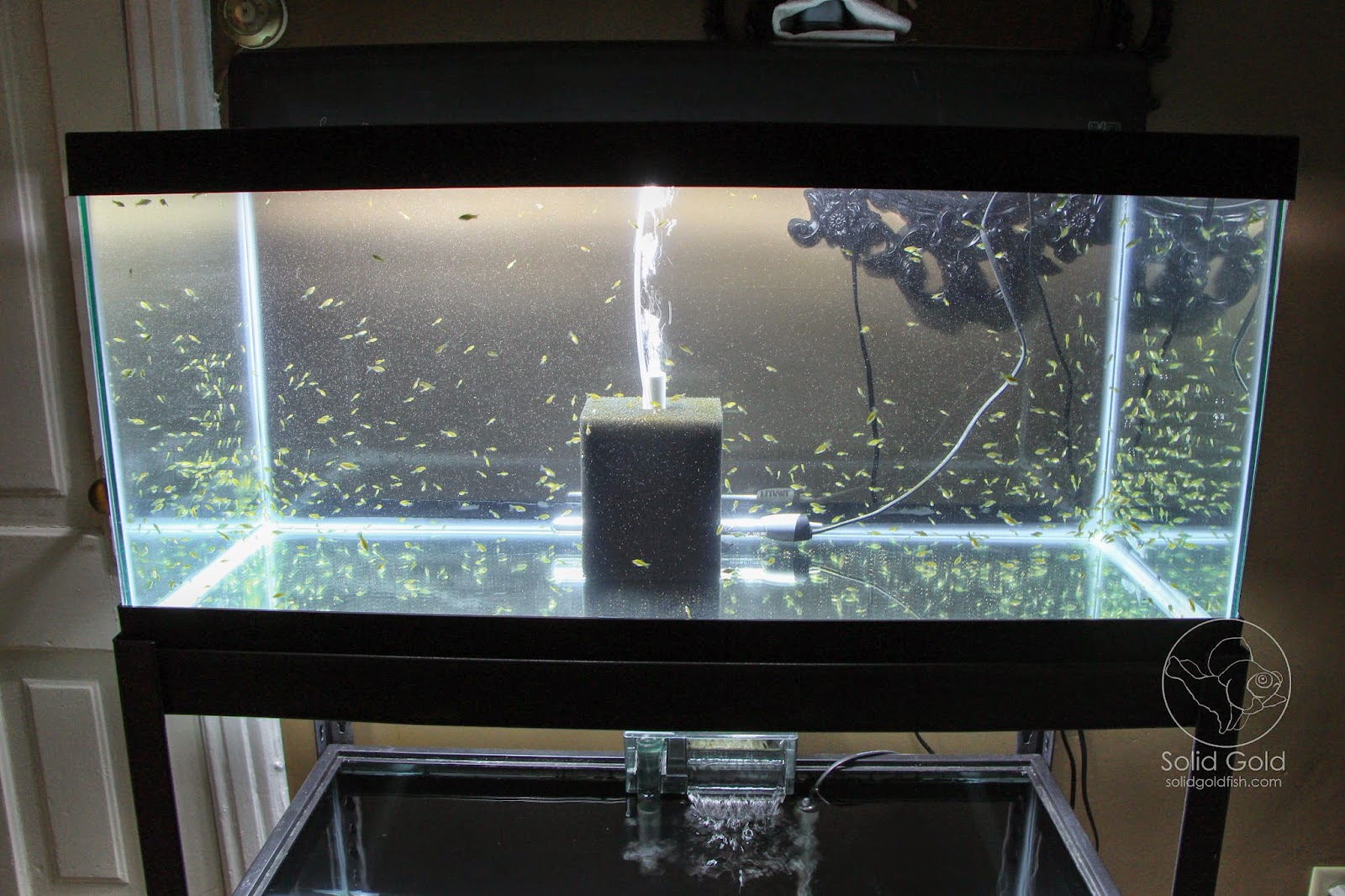 Solid Gold The Perfect Rack for 40 Gallon Tanks