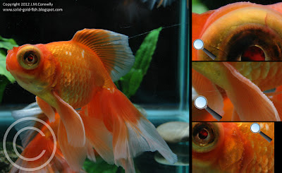 Solid Gold Goldfish Breeding Tubercles