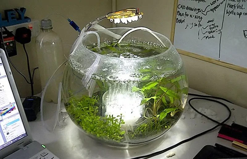The Avo SelfCleaning Fish Tank A Brief Look at Designing a SelfContained Ecosystem SolidSmack
