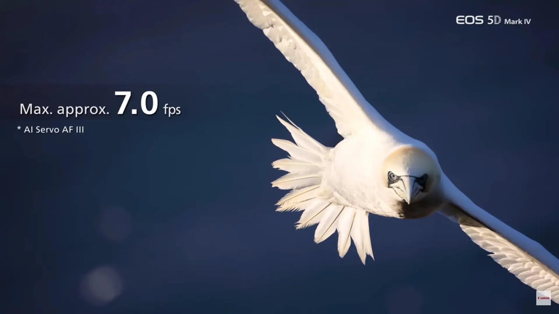 Best Cameras for Wildlife Photography in 2021