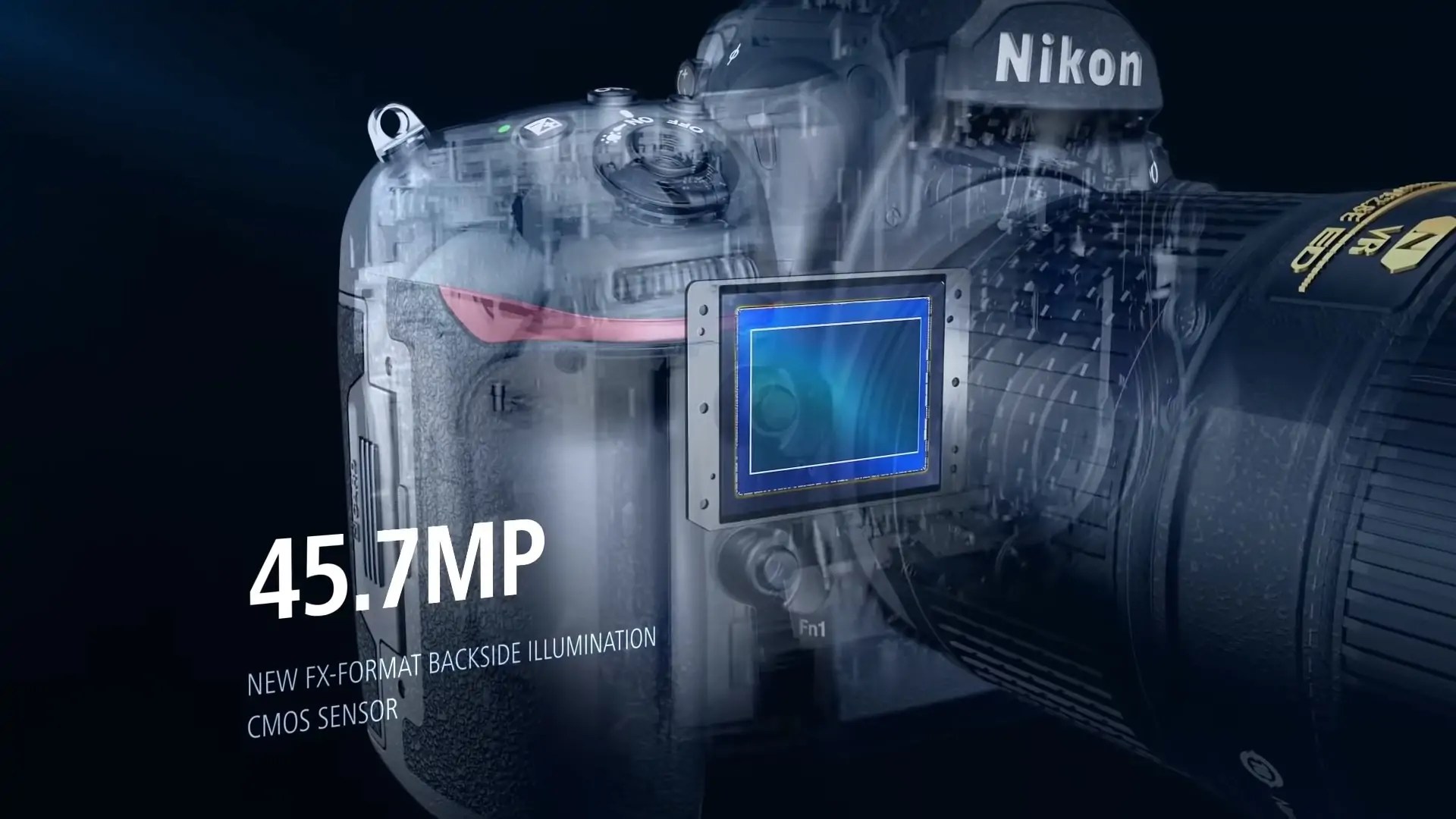 Best Cameras for Wildlife Photography in 2021