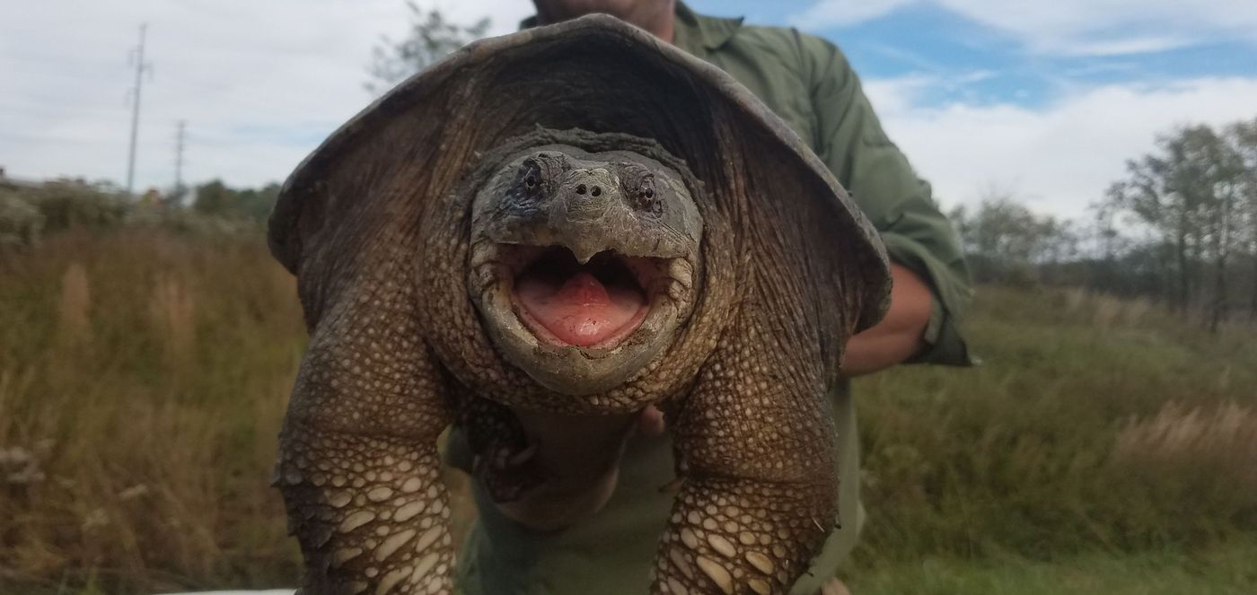 Are Turtles Bad for Ponds?
