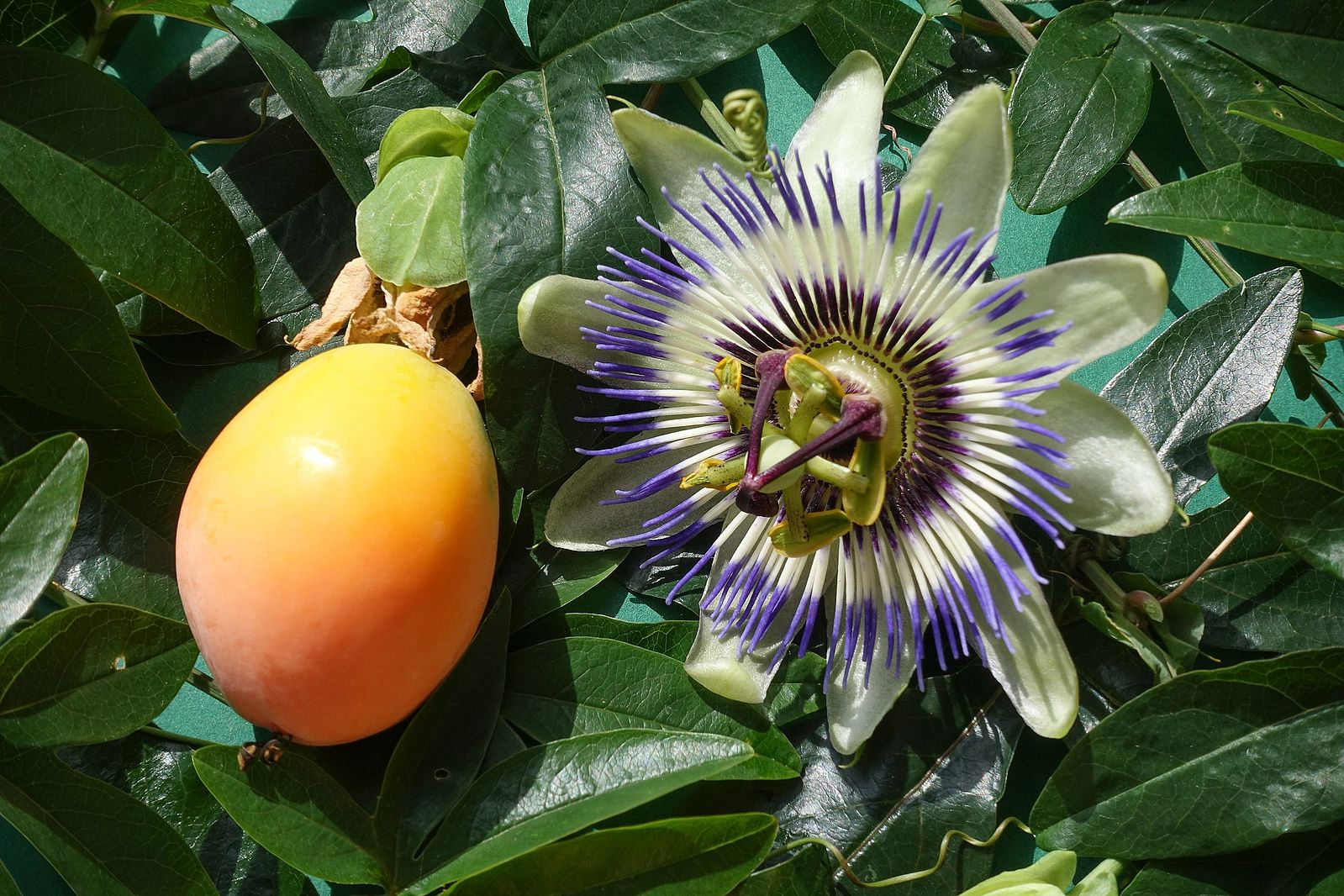 Passiflora Caerulea (Flor de la pasión) Sol Jardí