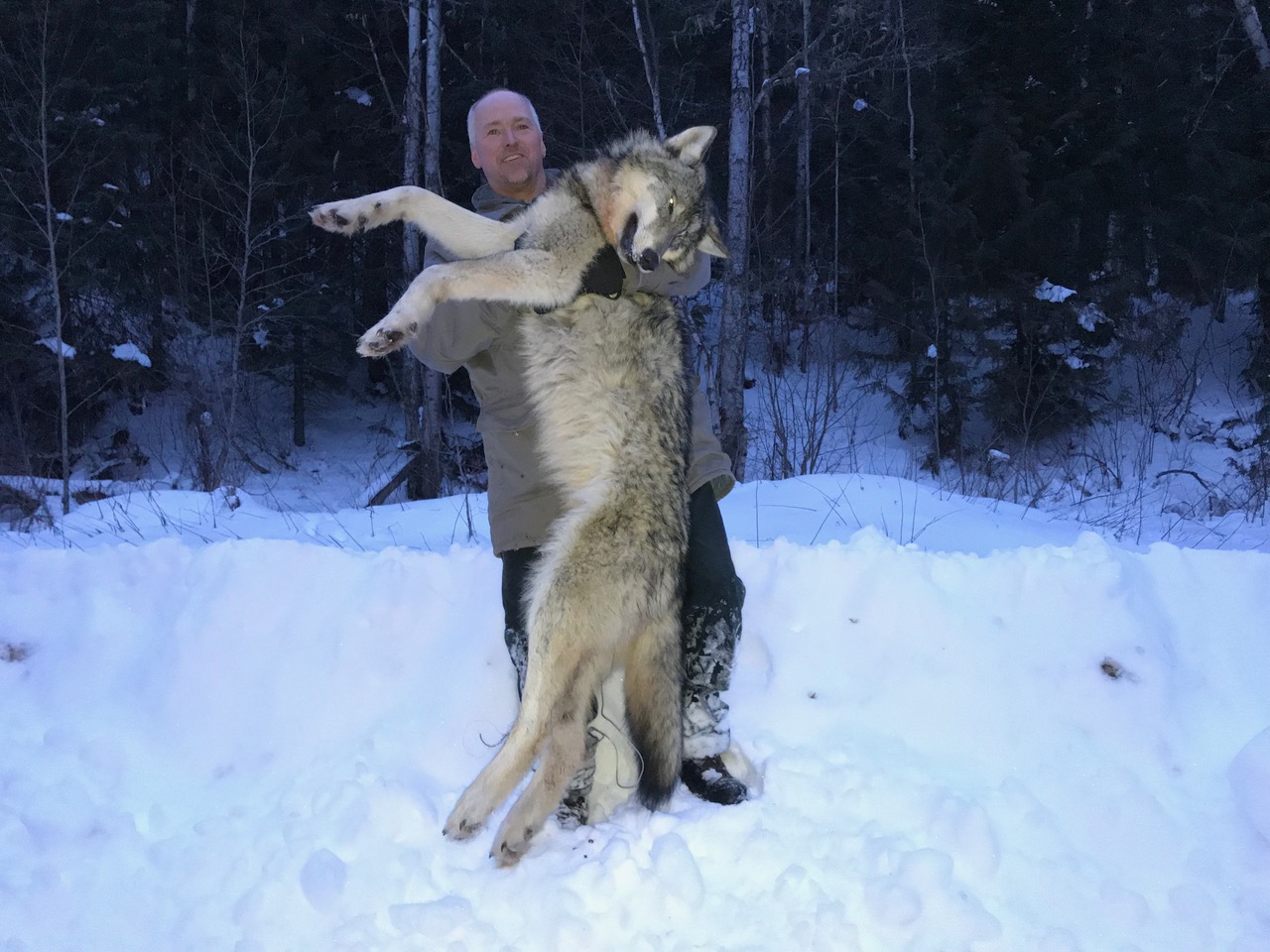 Wolf Hunting Solo Trapper