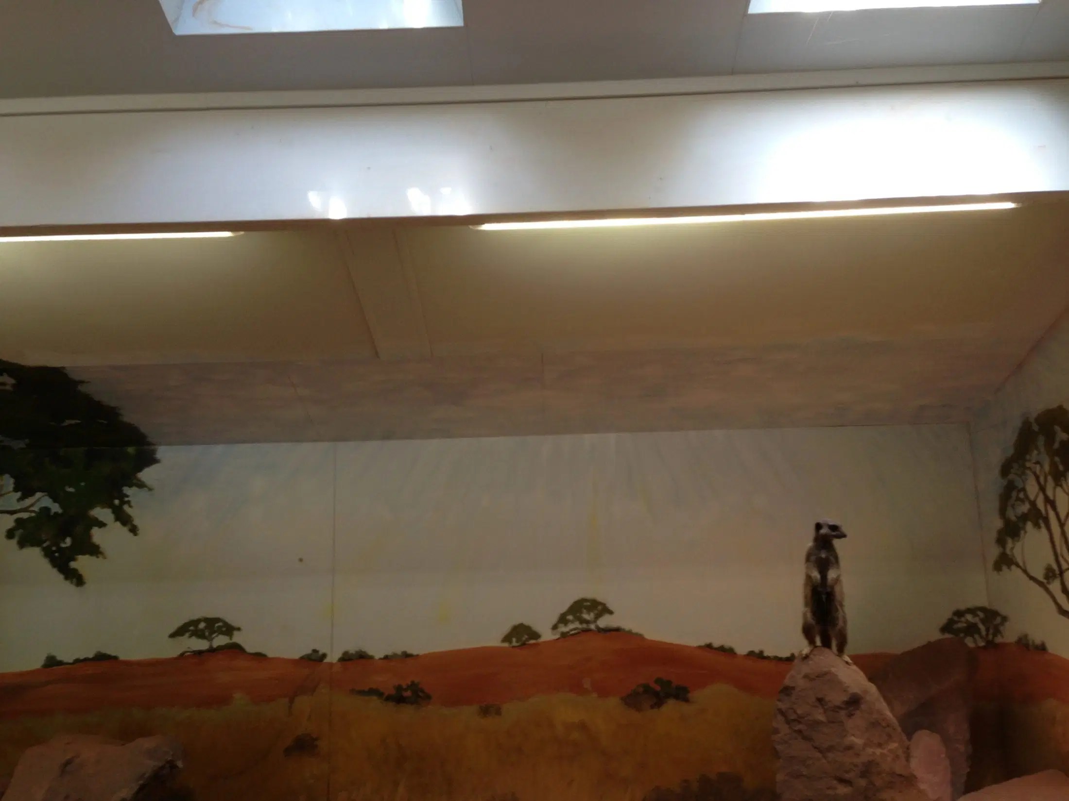 Radiant Panels Keeping the Meerkats Warm Bristol Zoo Solray