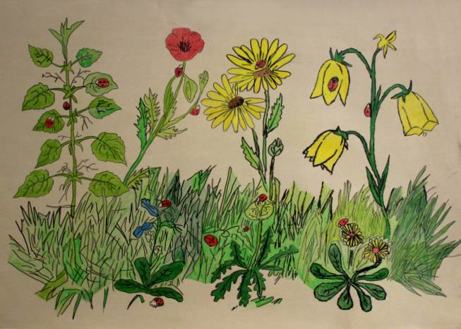 Schwerpunktthema Insekten Ausstellung In Der Volksbank Trossingen