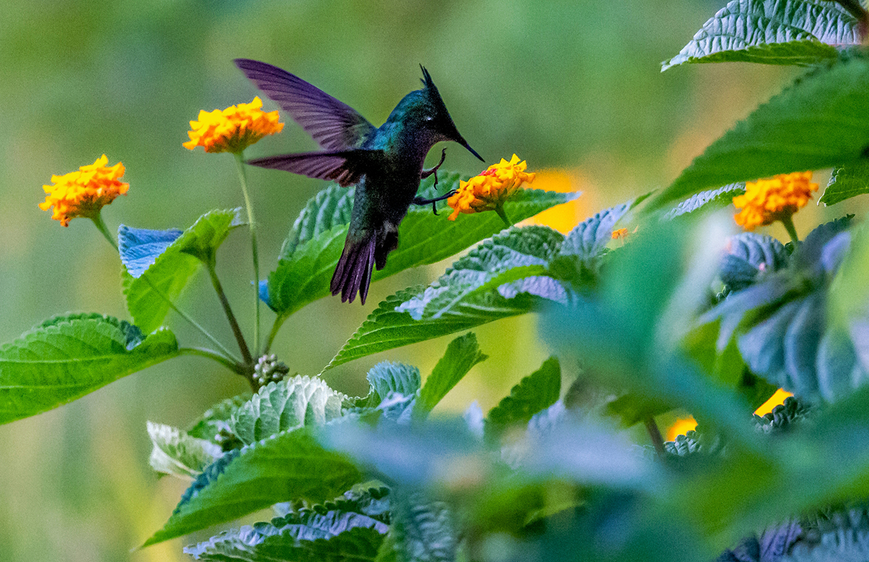 A Trip to Dominica to Swim with the Sperm Whales sol y mar magazine