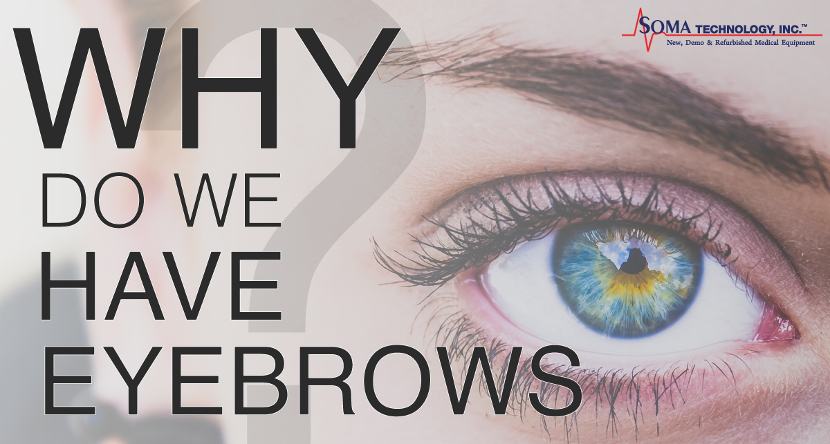 Why Do We Have Eyebrows? What Are Eyebrows For?