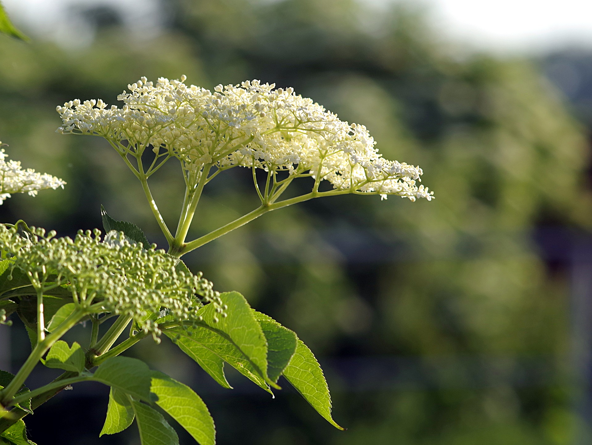 Inflammation How Massage Can Help Somatic Services