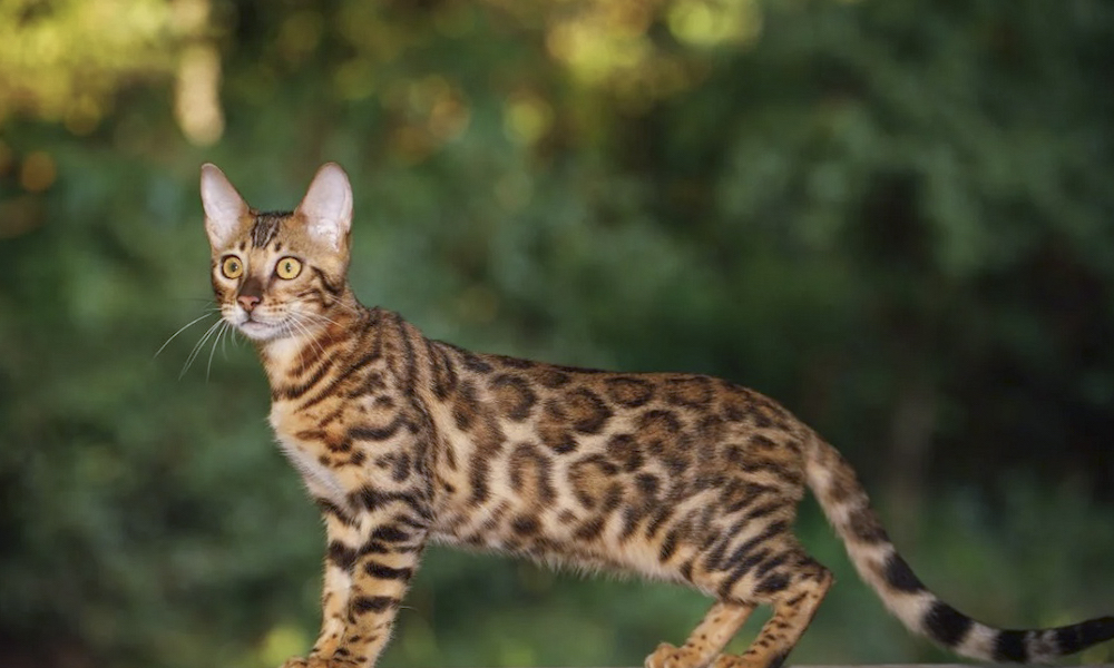 Bengal Cats Info Guide on Health, Breeds, Size and Buying Guide