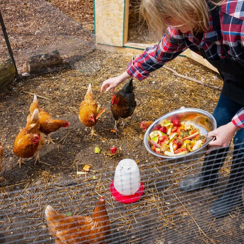 Can Chickens Be Trained? Tips for Teaching Your Flock