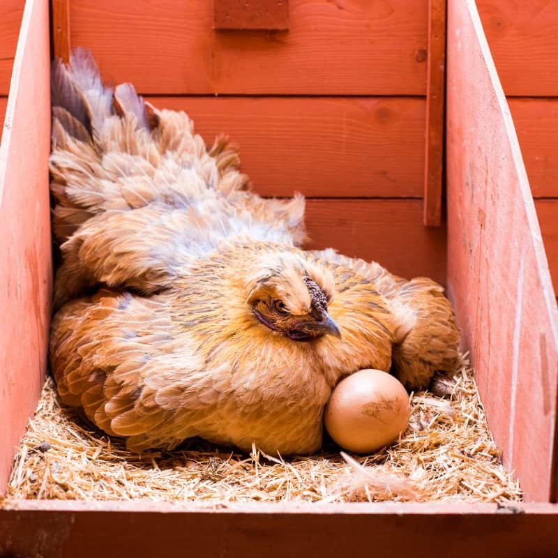 How Long Can Eggs Stay in Chicken Coop? Somerzby Guide