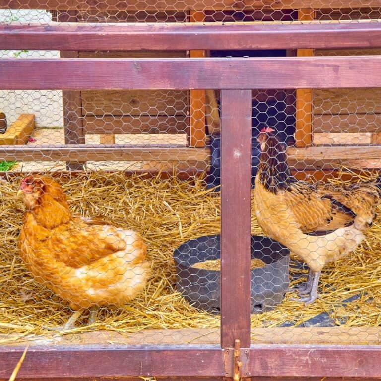 How to Choose the Perfect Chicken Coop Essential Tips
