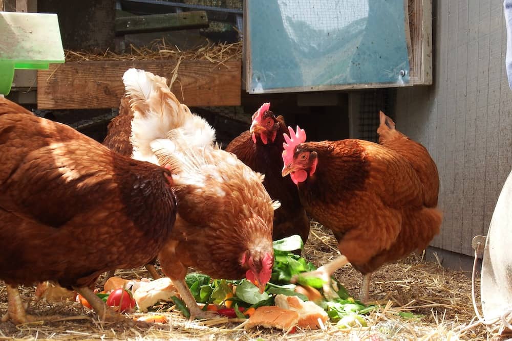 What Scraps Not to Feed Chickens A Comprehensive Guide