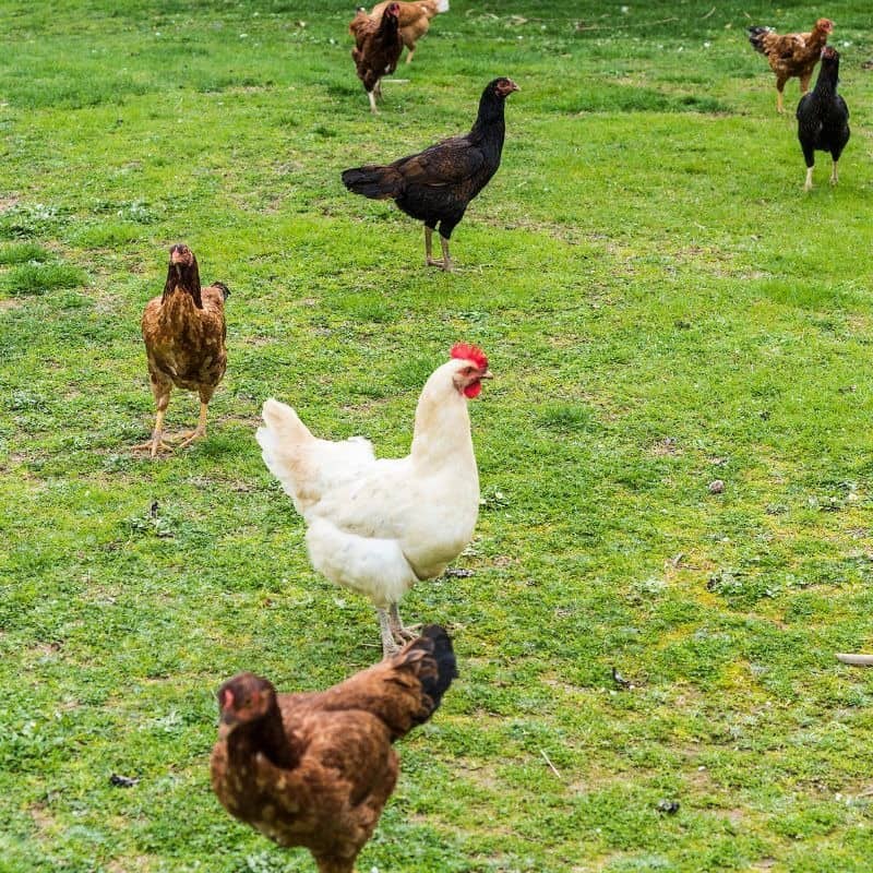How to Keep Chickens Healthy in Your Backyard Coop