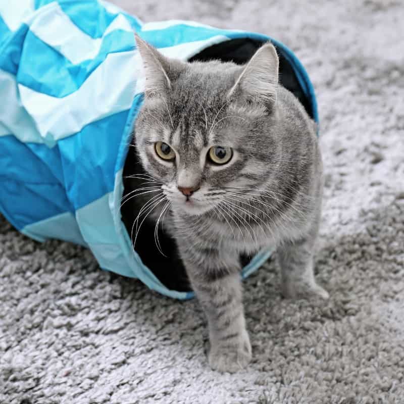 Do Cats Like Tunnels? A Look into Feline Play