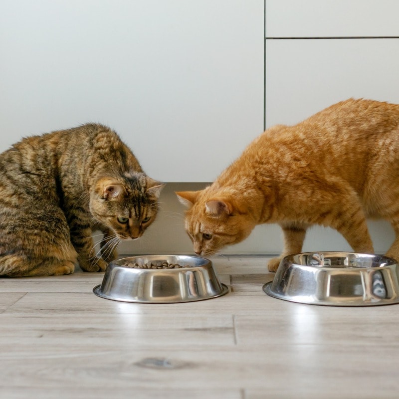 Aussie Guide How to Keep Ants Away from Cat Food