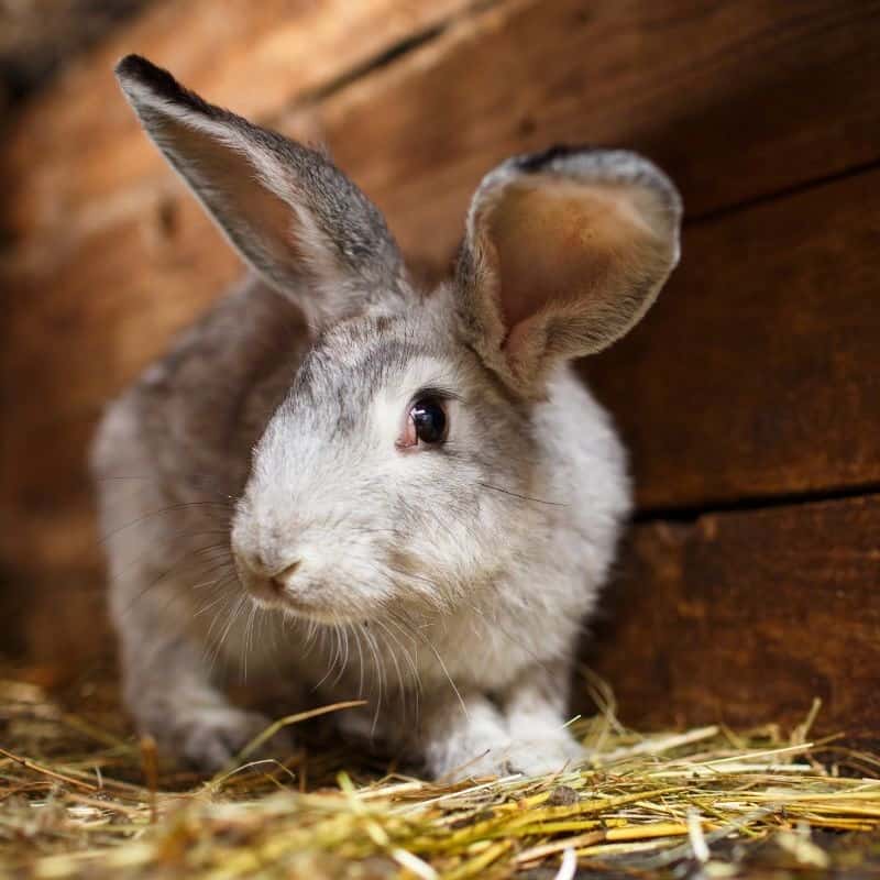 Insulating Your Rabbit Hutch A Guide for Aussie Pet Owners