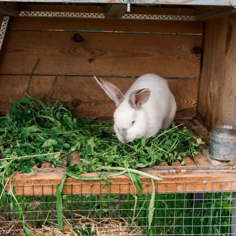 Insulating Your Rabbit Hutch A Guide for Aussie Pet Owners