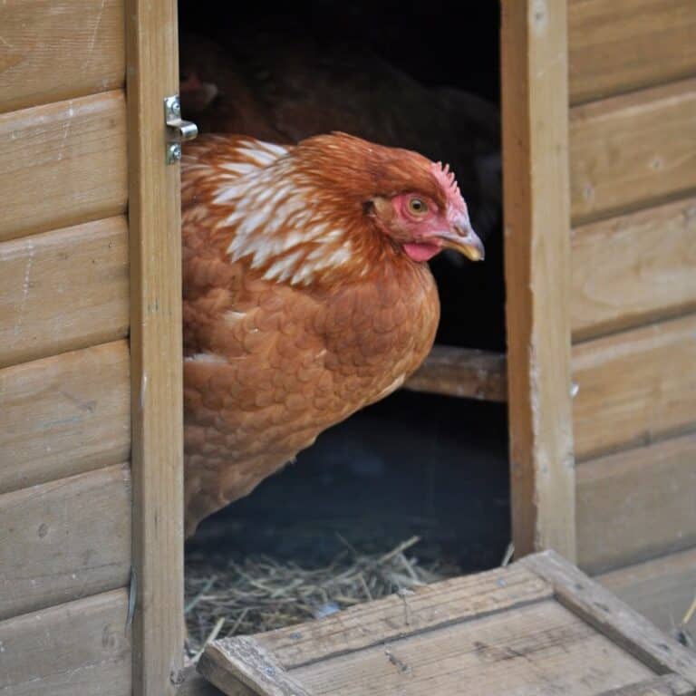 Why Are My Chickens Staying in the Coop?